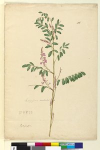 Page 116. Indigofera australis by John William Lewin