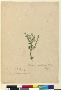 Page 122. Vittadinia australis