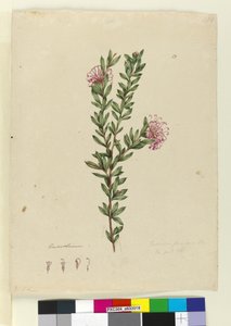 Grevillea punicea by John William Lewin