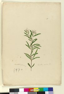 Grevillea sericea