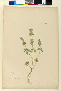 Page 162. Stachys arvensis by John William Lewin