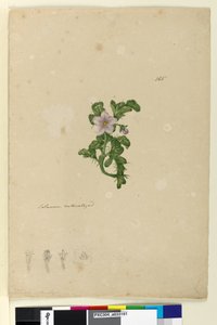 Page 165. Solanum naturalized by John William Lewin