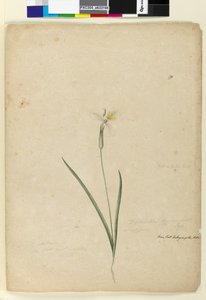 Page 170. Diplarrhena moraea by John William Lewin