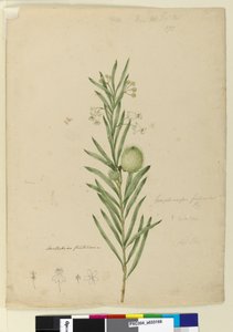 Page 173. Asclepias fruticosa