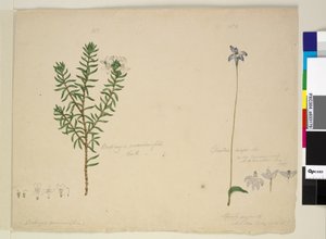 Page 183. Westringia rosmarinifolia Westringia fruiticosa; 184. Glossodia major by John William Lewin