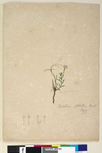Page 187. Epilobium glabellum by John William Lewin