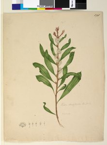 Page 198. Hakea dactyloides