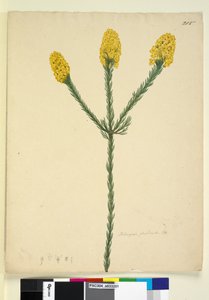 Page 215. Dillwynia floribunda by John William Lewin