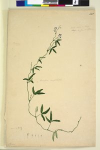 Page 218. Kennedia comptoniana Hardenbergia comptoniana