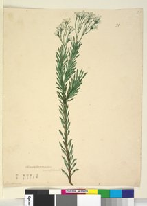Conospermum ericifolium