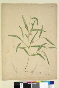 Page 225. The branch of a species of Eucalyptus bearing galls by John William Lewin