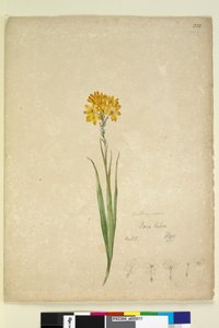 Page 232. Ixia lutea by John William Lewin