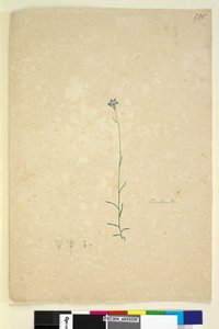 Page 235. Campanula by John William Lewin
