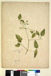 Page 256. Clematis glycinoides by John William Lewin