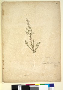 Page 261. Lissanthe strigosa