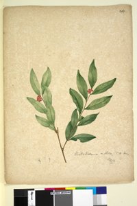 Page 263. Wikstroemia indica by John William Lewin