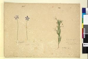 Page 265. Glossodia minor; 266. Ricinocarpus by John William Lewin