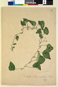 Page 270. Stephania hernandiaefolia by John William Lewin