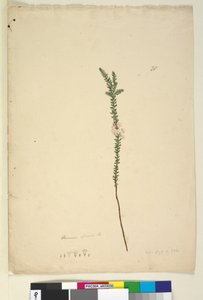Epacris sparsa