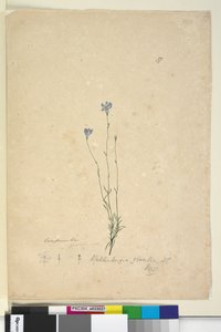 Wahlenbergia gracilis by John William Lewin