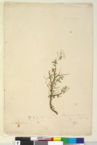 Page 42. Bursaria spinosa