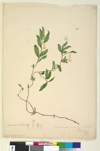 Page 43. Billardiera scandens by John William Lewin