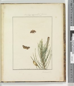 Page 51. Plate 13 Bombyx Exposita Lewin allied to... by John William Lewin