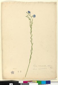Page 52. Linum marginale