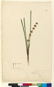 Page 62. Xerotes Lomandra multiflora