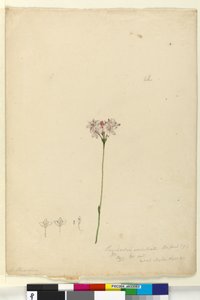 Page 63. Burchardia umbellata by John William Lewin