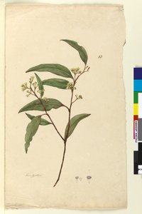 Page 83. Eucalyptus by John William Lewin