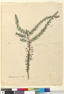 Page 86. Leptospermum scoparium
