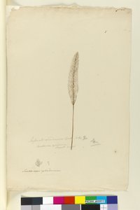 Imperata arundinacea syn. Saccharum cylindricum