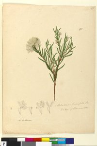 Page 92. Melaleuca linariifolia by John William Lewin