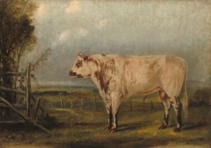 A Young Bull, c.1849