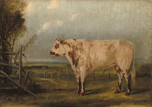 A Young Bull