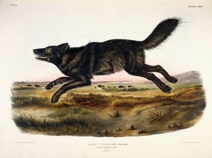 Black American Wolf, Male