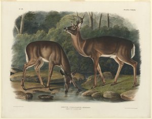 Cervus Virginianus