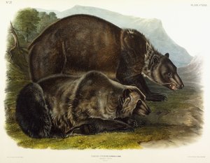 Male Grizzly Bear