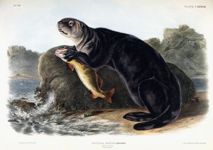 Sea Otter, Young Male