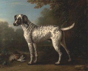 A Grey Spotted Hound