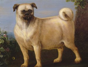 A Pug in a Landscape