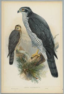 Astur Palumbarius - Goshawk, drawn by J. Wolf, engraved by H. C. Richter