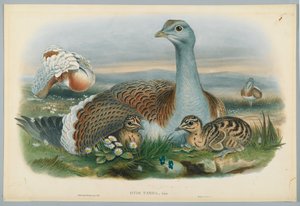 Otis Torda - Great Bustard, drawn by J. Wolf, engraved by H. C. Richter by John after Gould