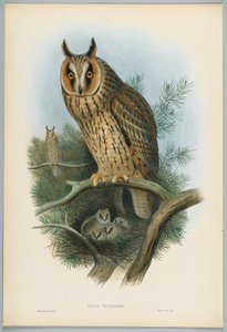 Otus Vulgaris - Long-Eared Owl, drawn by J. Wolf, engraved by H. C. Richter