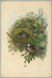 Passer Domesticus - Common House Sparrow, engraved by H. C. Richter