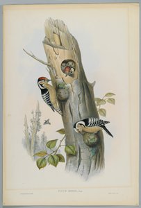Picus Minor - Lesser Spotted Woodpecker, engraved by H. C. Richter