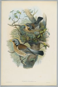 Turdus Pilarus - Juniper Thrush, engraved by H. C. Richter by John after Gould