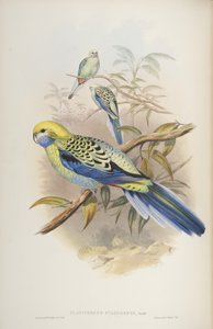 Platycerus Cyanogenus, from The Birds of Australia by John Gould