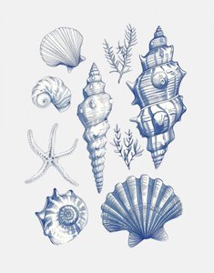 Blue Nautical Shells